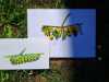 IMG-20250708-WA0012